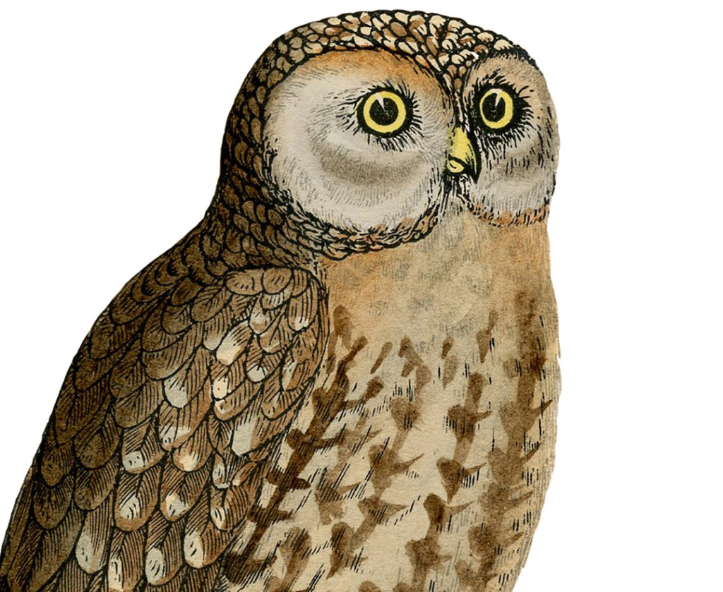 Cute Vintage Owl Printable The Graphics Fairy