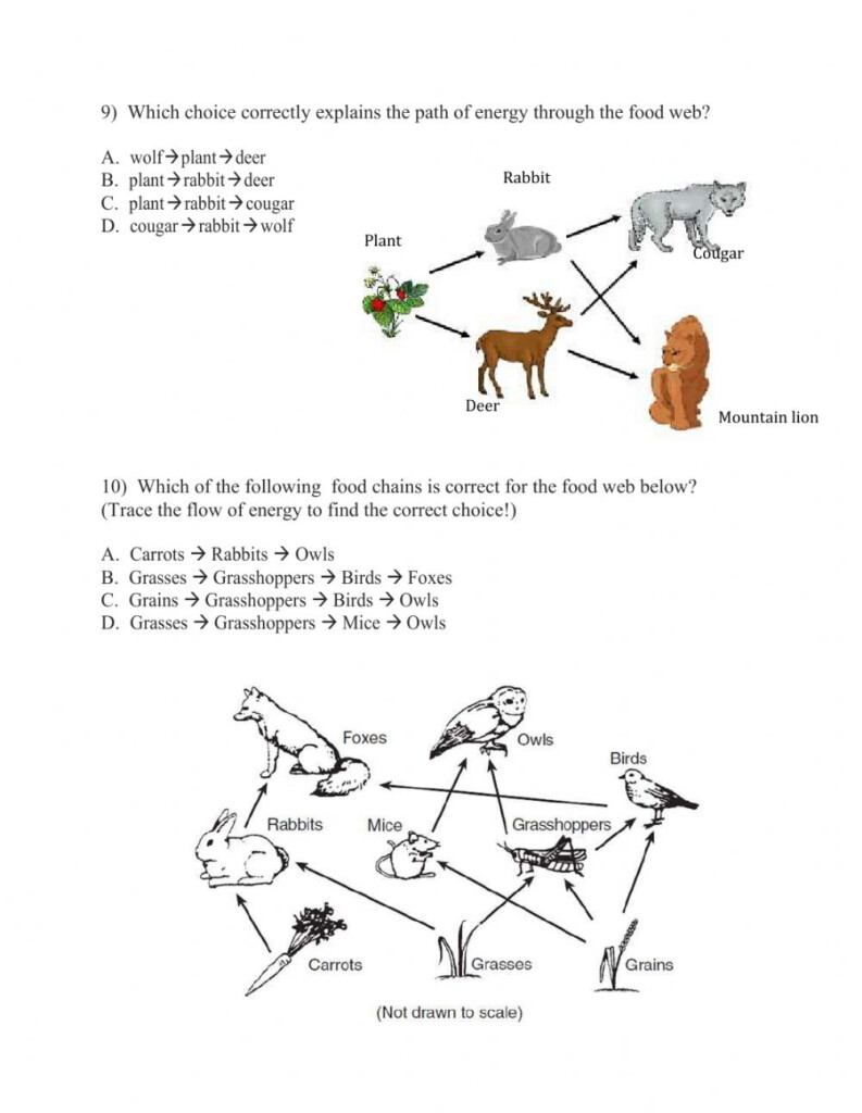 Food Web Quiz Worksheet