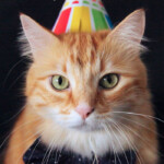 Happy Birthday To The Cat Pictures 50 Greeting Cards For