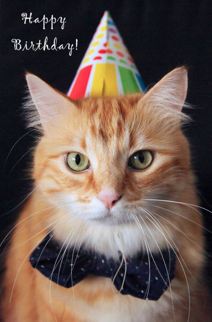 Happy Birthday To The Cat Pictures 50 Greeting Cards For 