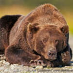 Kukak Brown Bear 1 Photo Picture Print Cornforth Images