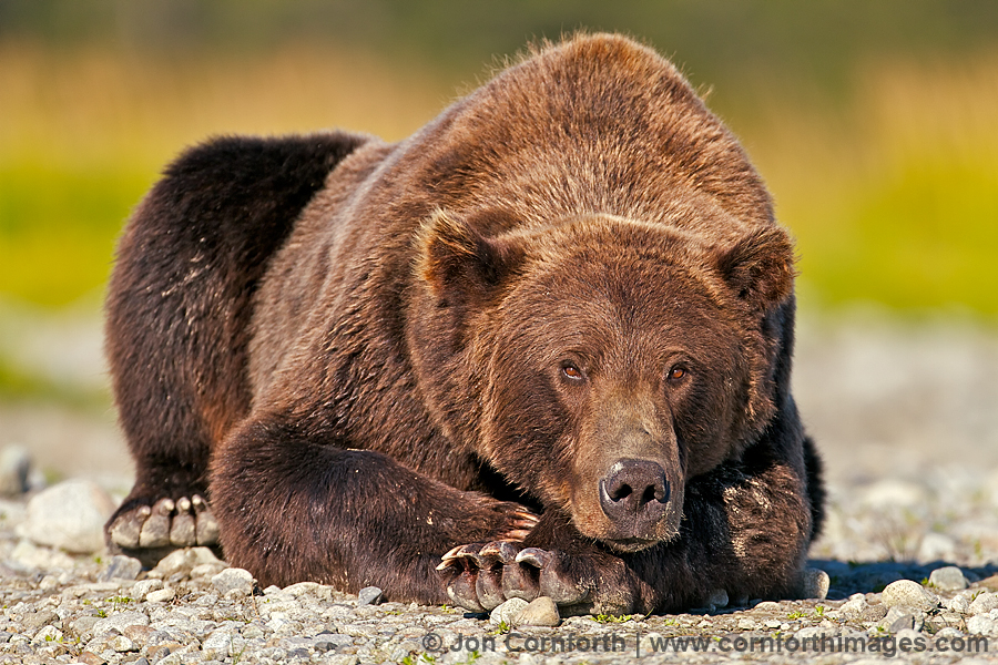 Kukak Brown Bear 1 Photo Picture Print Cornforth Images