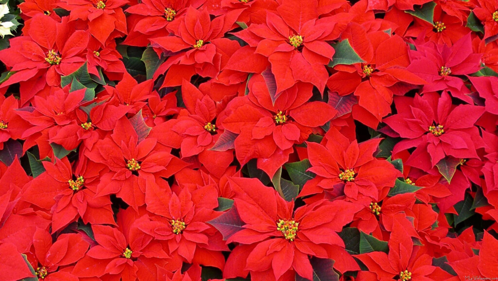 Poinsettia Wallpapers Wallpaper Cave