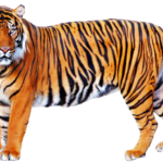 Tiger PNG Alpha Channel Clipart Images pictures With
