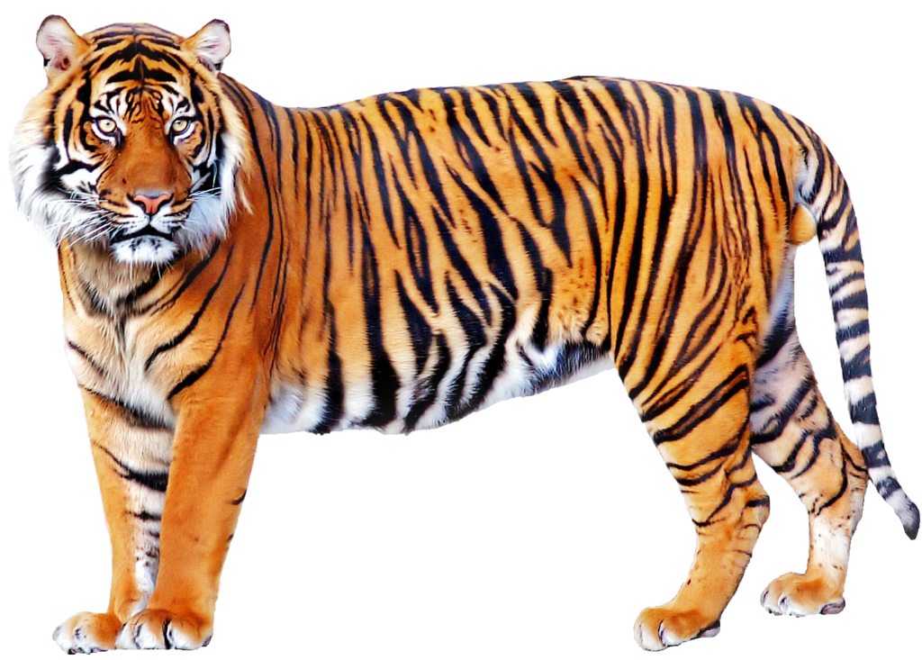 Tiger PNG Alpha Channel Clipart Images pictures With 