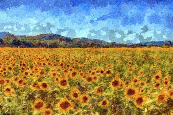 Van Gogh Summer Sunflowers Art Print By David Pyatt Van 