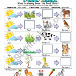 50 Food Chain Worksheet Pdf In 2020 With Images Food Chain Food