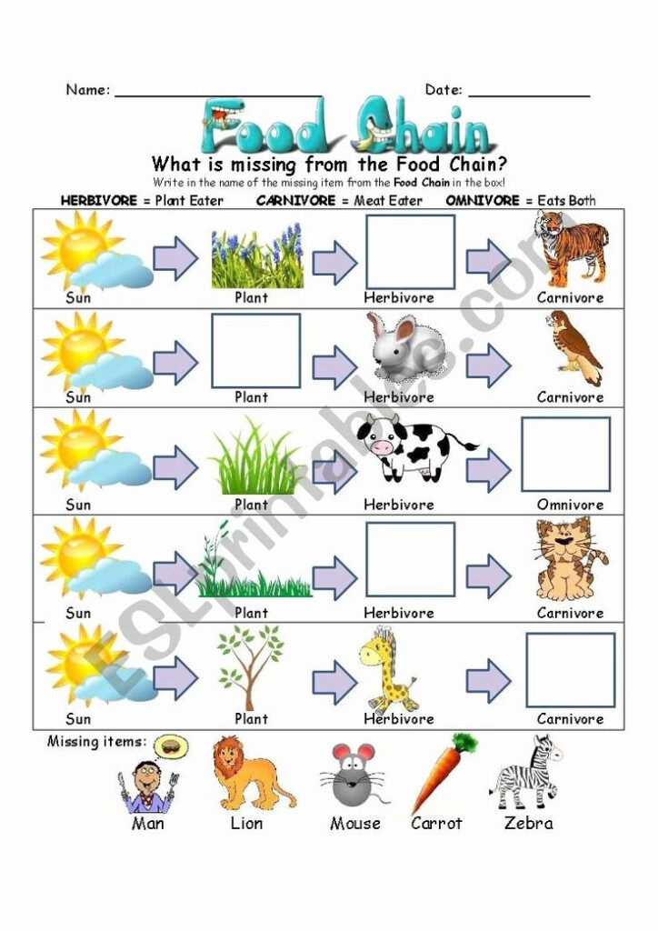 50 Food Chain Worksheet Pdf In 2020 With Images Food Chain Food 