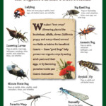 Beneficial Insects An Organic Farmer s Best Friends Beneficial
