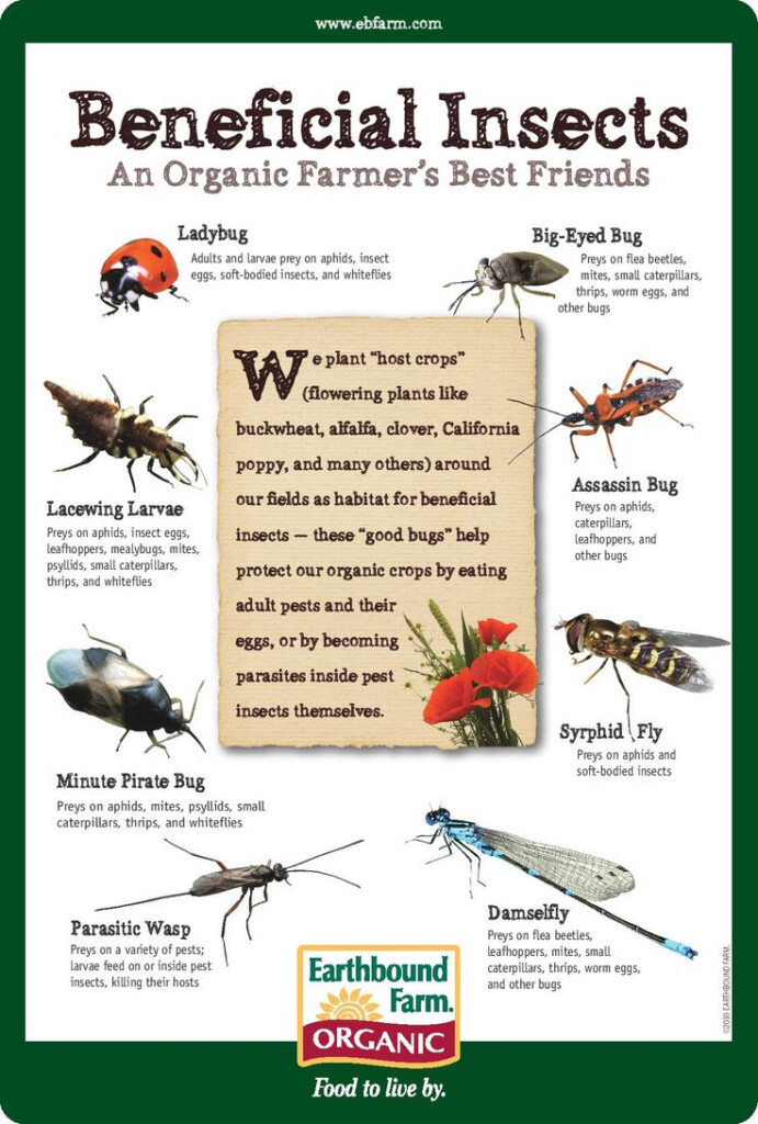 Beneficial Insects An Organic Farmer s Best Friends Beneficial 