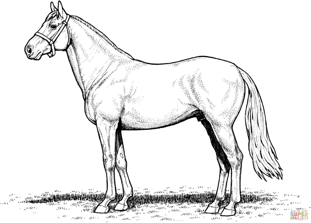 Draft Horse Coloring Pages Coloring Pages