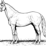 Draft Horse Coloring Pages Coloring Pages