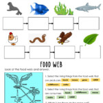 Food Chain Interactive Exercise