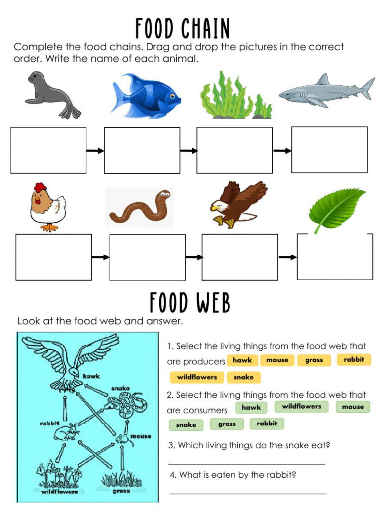 Food Chain Interactive Exercise