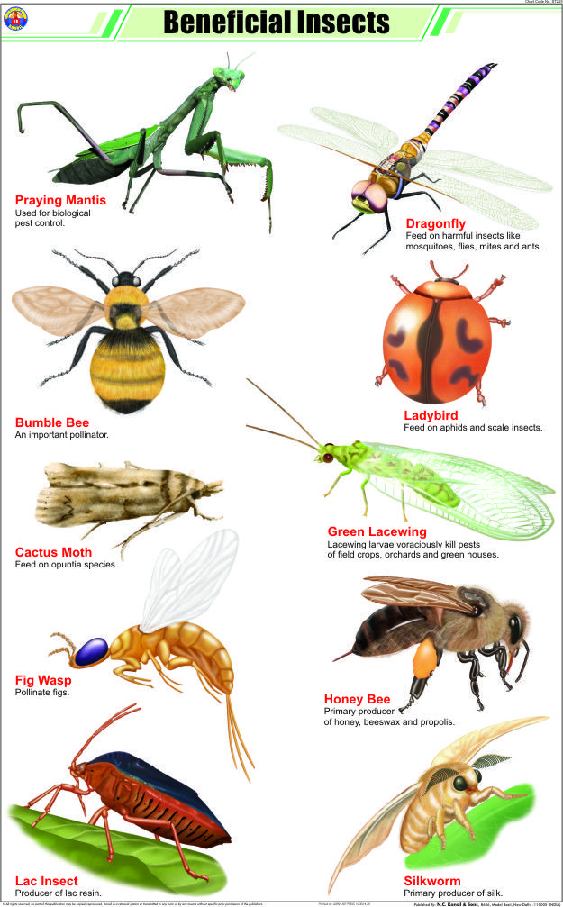 Found On Google From Hemcmedical Beneficial Insects Attracting 