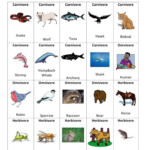 Image Result For Food Chain Worksheet And Rubric Food Chain Food