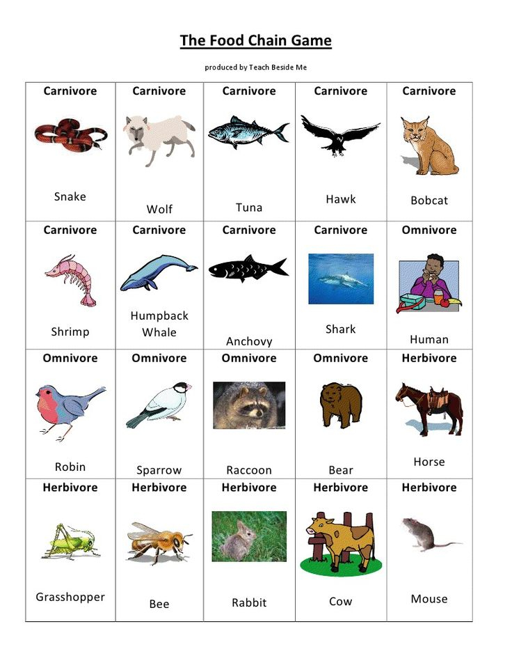 Image Result For Food Chain Worksheet And Rubric Food Chain Food 