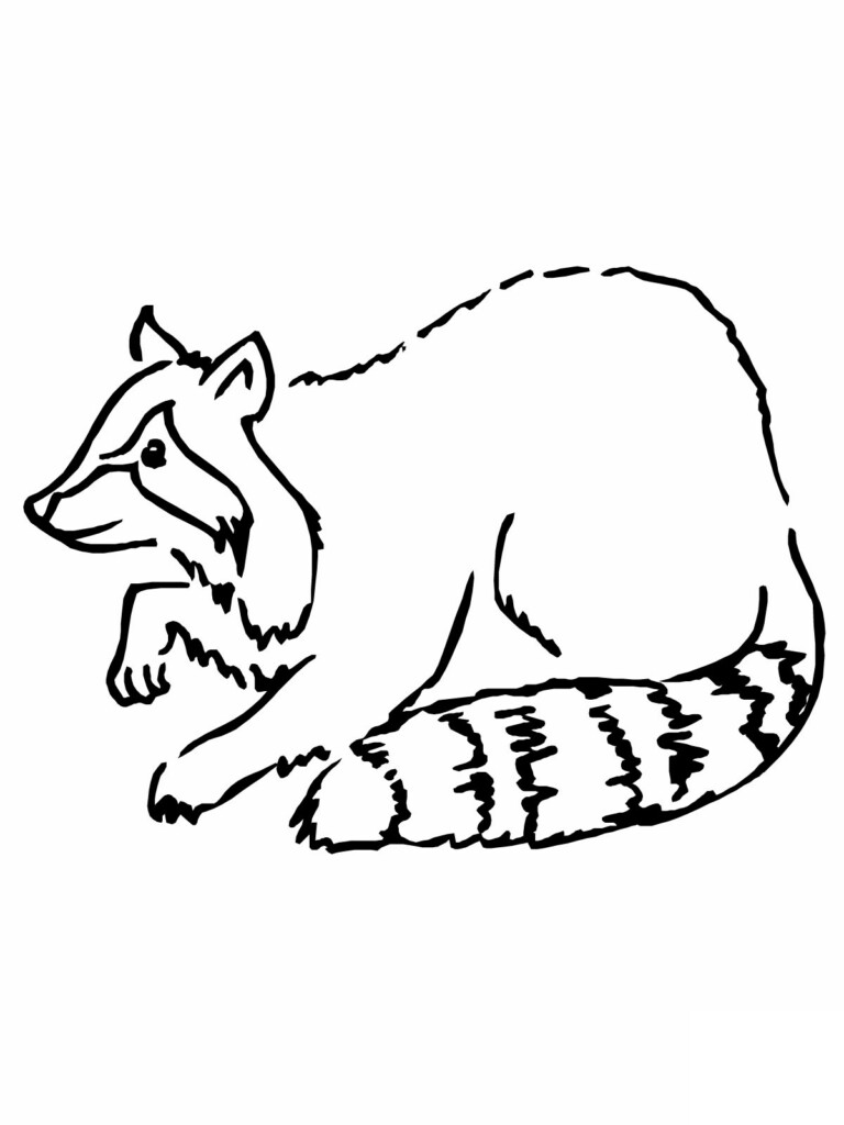Simple Raccoon Drawing At GetDrawings Free Download