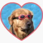 Doggo Stickers Swimmer Dog Sticker By Elisecv Dog Stickers Cute