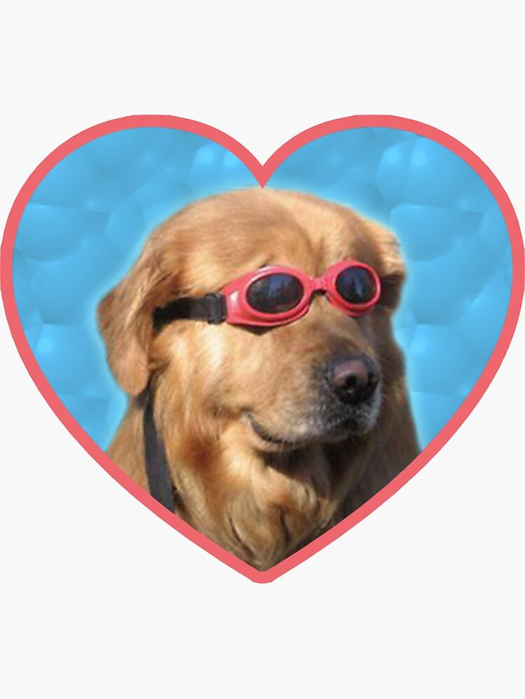 Doggo Stickers Swimmer Dog Sticker By Elisecv Dog Stickers Cute 