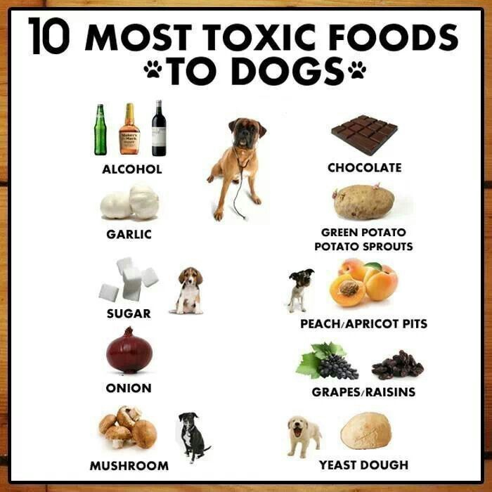 Food Toxic To Dogs Pet Safety Pinterest Toxic Foods For Dogs Dog 