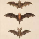 Free Halloween Clip Art Flying Bats The Graphics Fairy