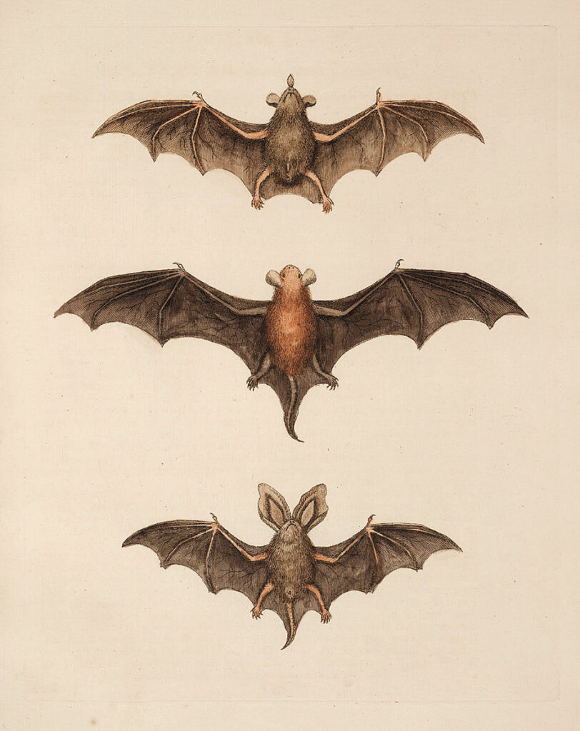 Free Halloween Clip Art Flying Bats The Graphics Fairy