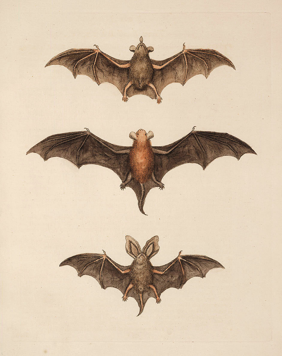 Free Halloween Clip Art Flying Bats The Graphics Fairy