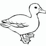 Duck Template Animal Templates Free Premium Templates