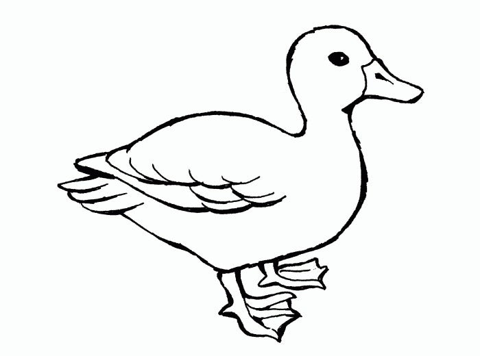 Duck Template Animal Templates Free Premium Templates