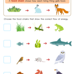 Food Webs And Food Chains Worksheet Free Printable PDF For Children
