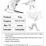 Question Worksheet Category Page 2 Worksheeto Food Chain