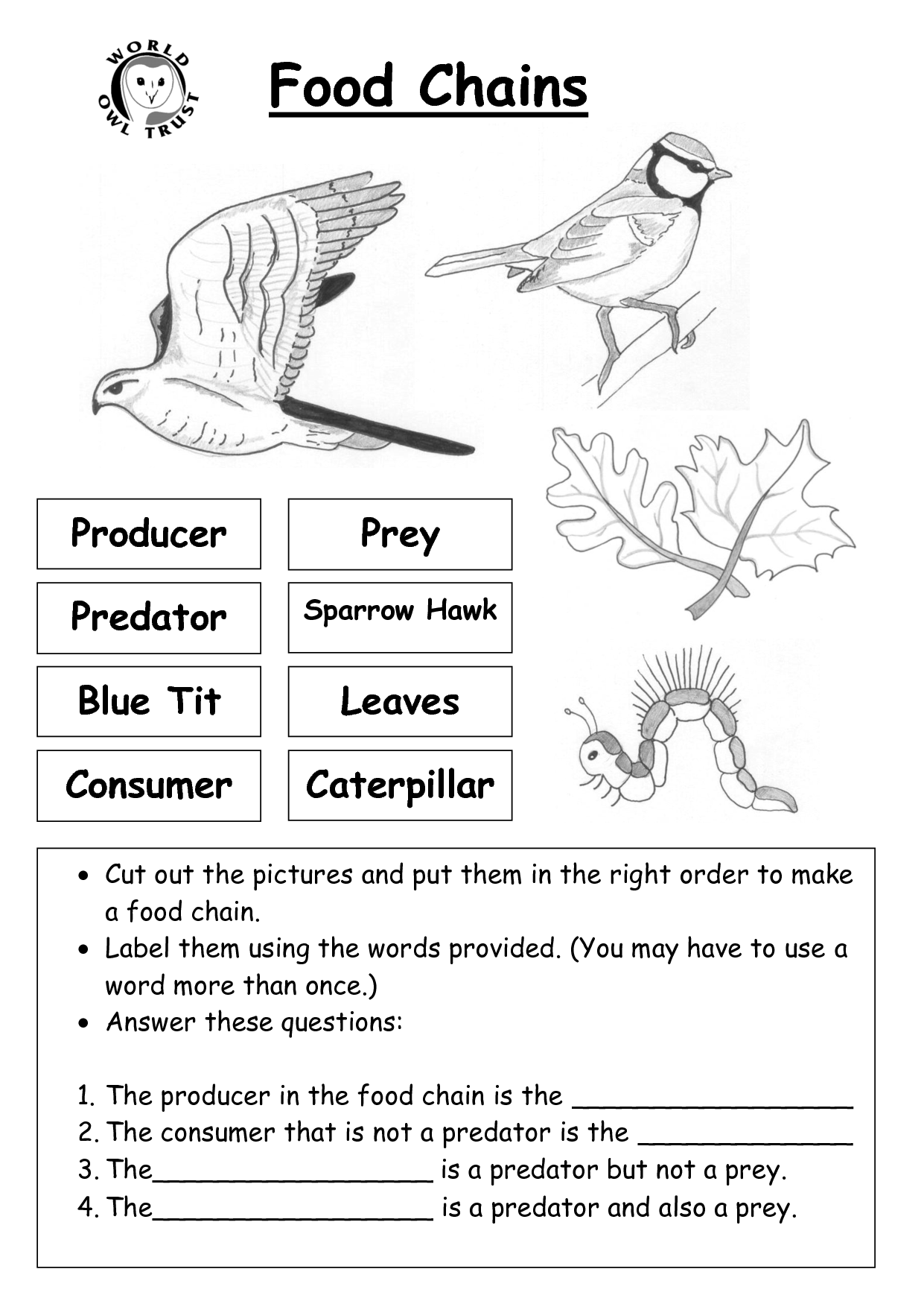 Question Worksheet Category Page 2 Worksheeto Food Chain 