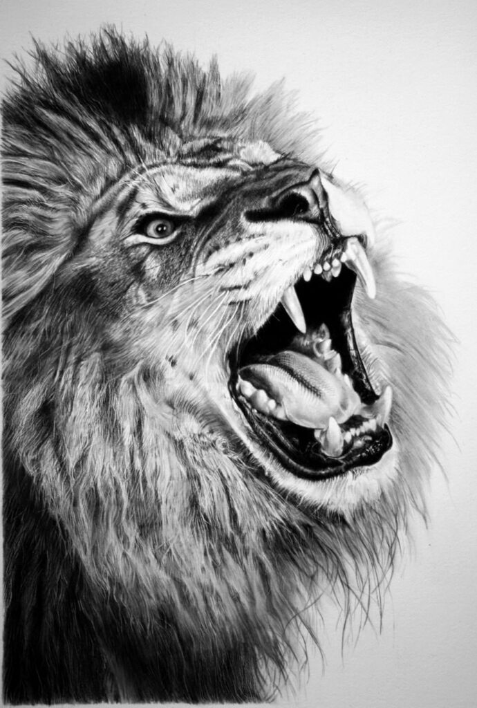 17 Lion Drawings Pencil Drawings Sketches FreeCreatives