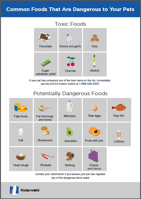 20 Toxic Foods Poisonous To Dogs And Cats