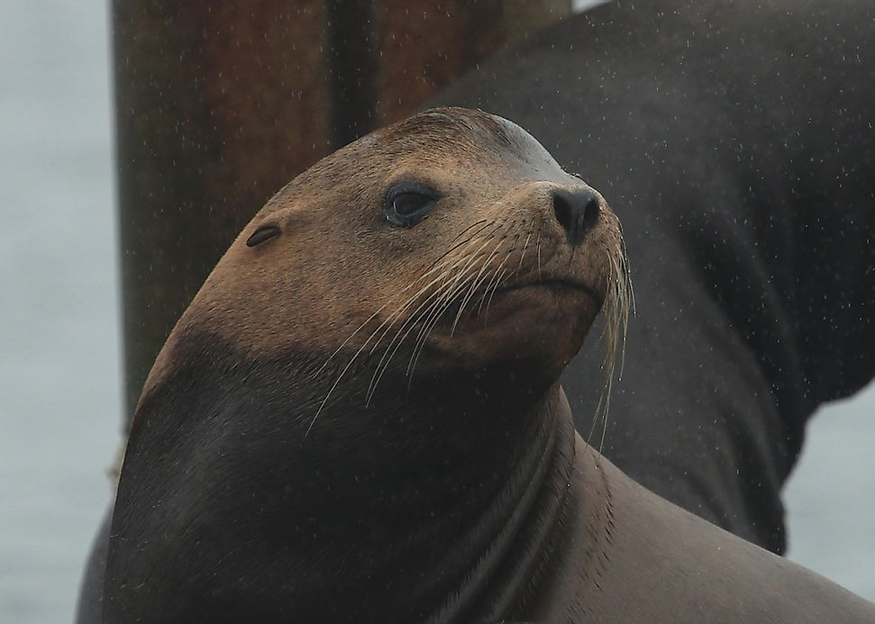 California Sea Lion Facts Animals Of North America WorldAtlas