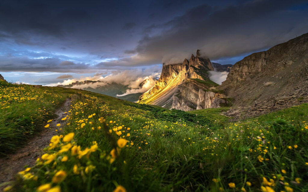 Dolomites Wildflowers Mountain Range In Italy Three Peaks South Tyrol 