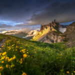 Dolomites Wildflowers Mountain Range In Italy Three Peaks South Tyrol