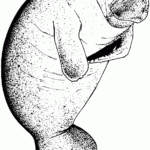 Free Manatee Coloring Pages