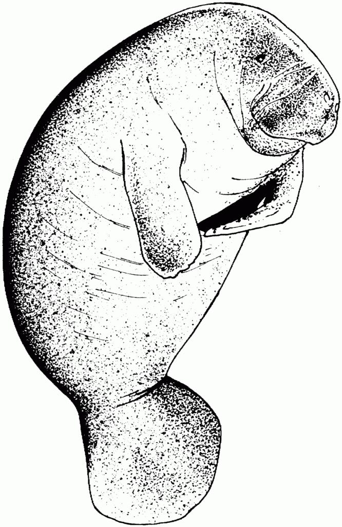 Free Manatee Coloring Pages