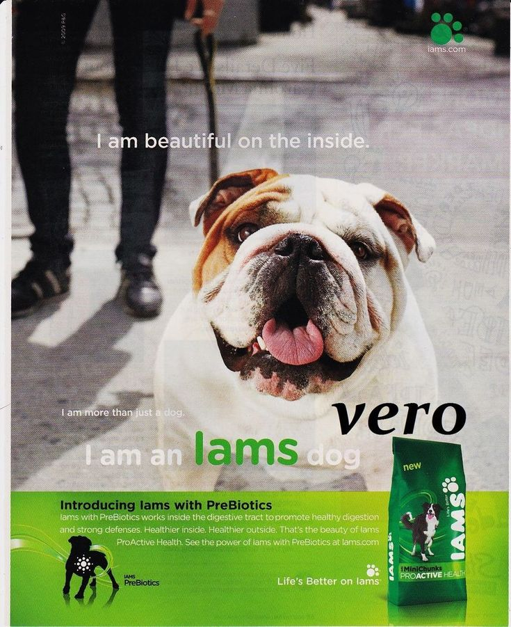 IAMS Dog Food 2009 BULLDOG Magazine Ad Print Clipping Beautiful On The 