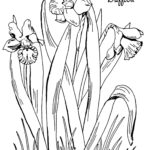 Kids Printable Daffodil Coloring Page The Graphics Fairy