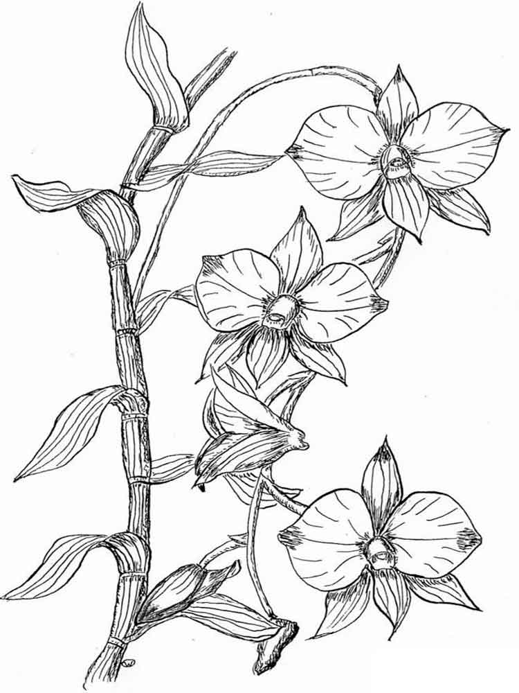 Orchid Coloring Pages To Download And Print For Free