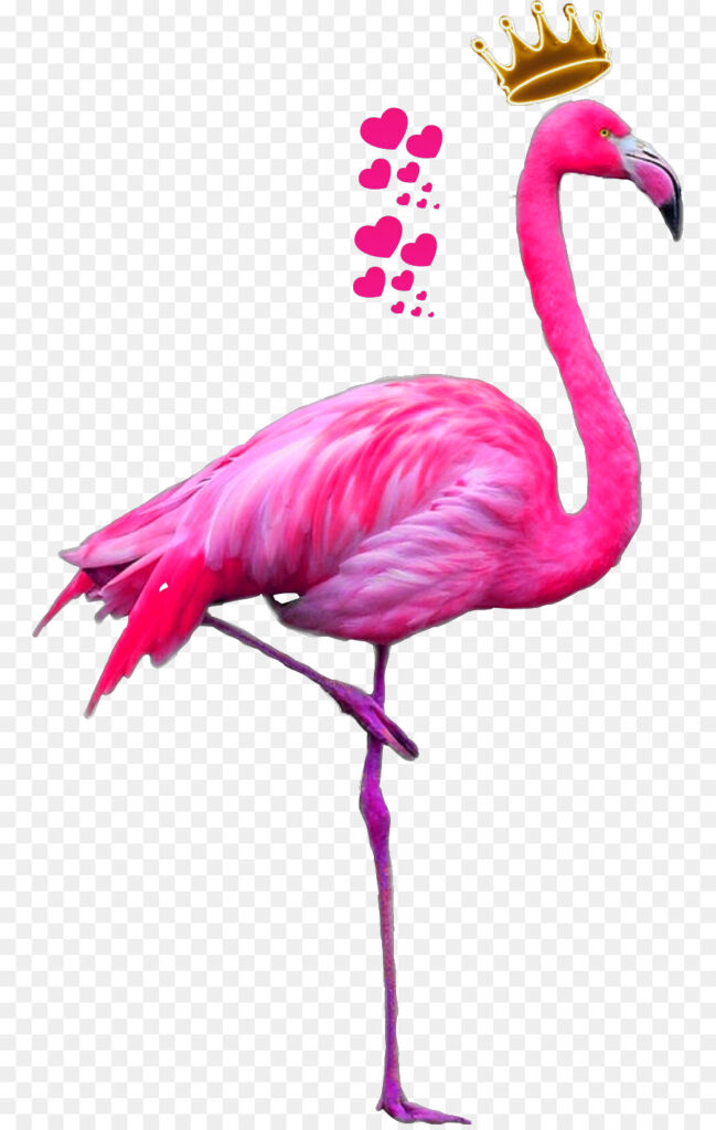 Pink Flamingo Png Download 818 1413 Free Transparent Flamingo Png 