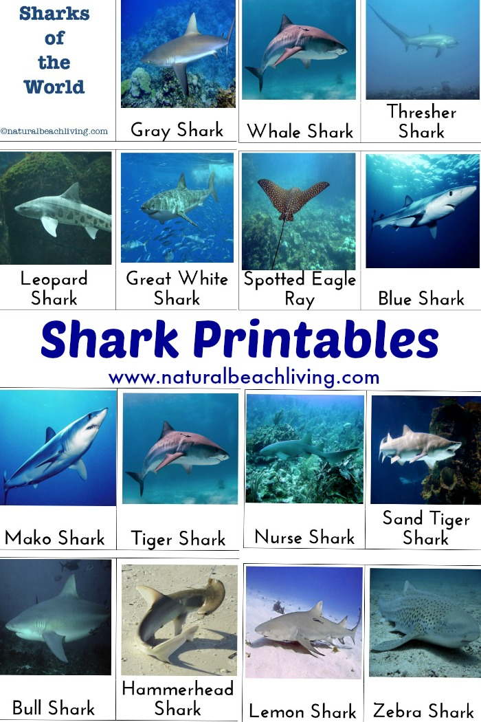 Shark Activities For Kids Free Printables Natural Beach Living