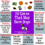 Surprising Foods That Are Dangerous For Dogs