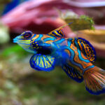 Synchiropus Splendidus Mandarin Fish Ryukyu Islands South Australia