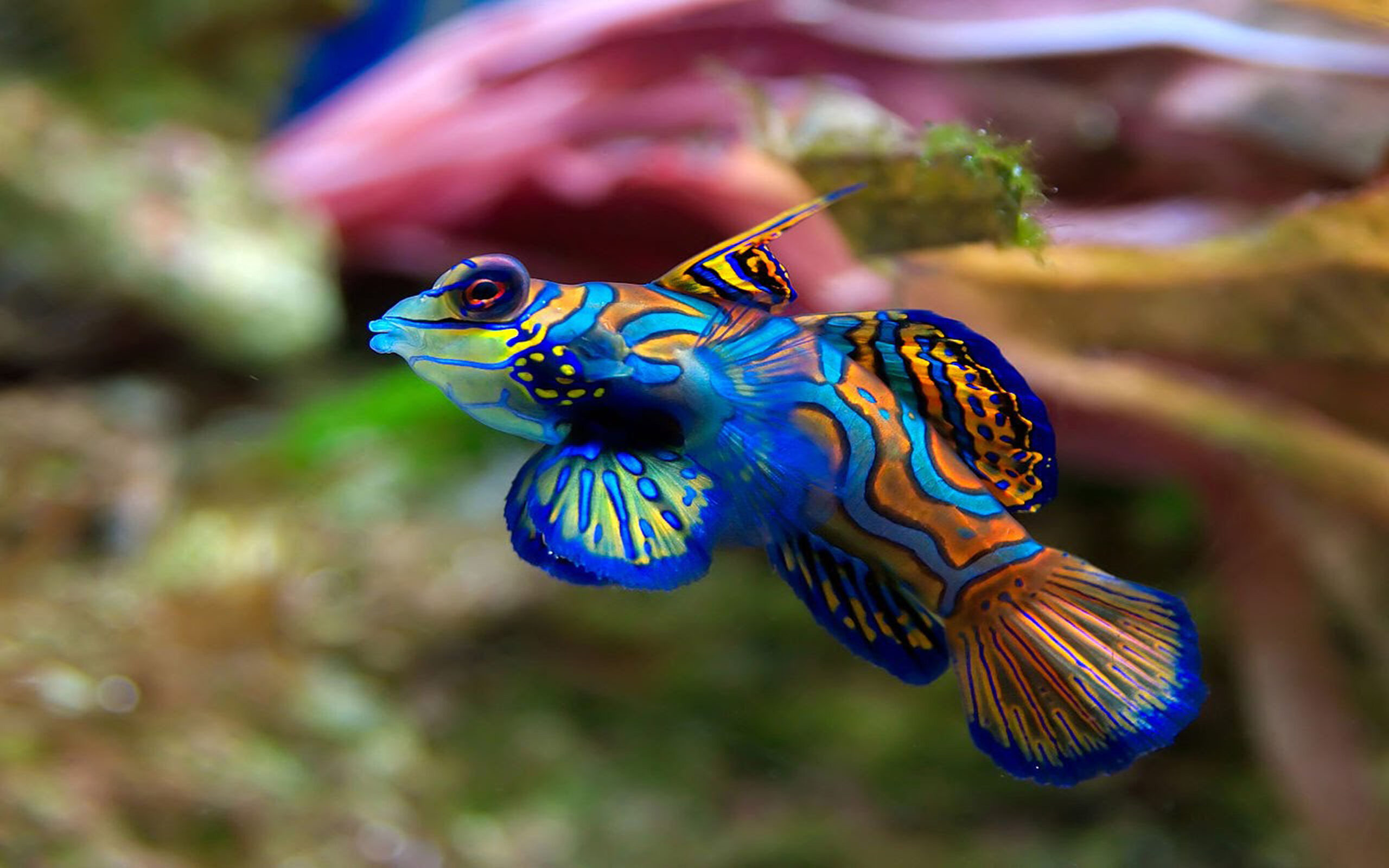 Synchiropus Splendidus Mandarin Fish Ryukyu Islands South Australia 
