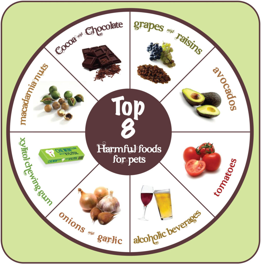 What Foods Are Poisonous To Pets Waggy Walkys Pet Care Northern 