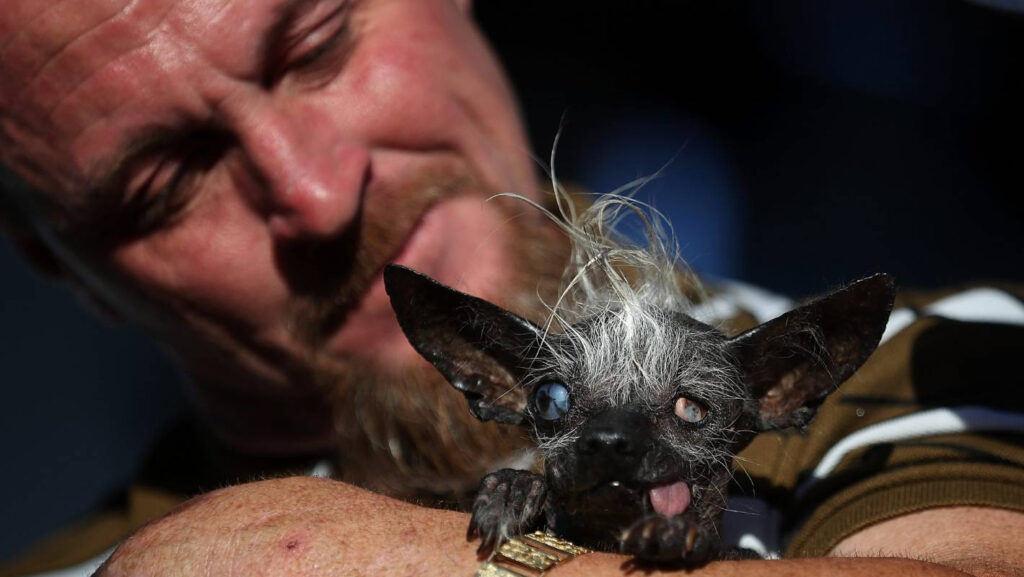 World s Ugliest Dog Crowned A Winner Stuff co nz